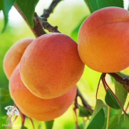 Абрикос Любимый