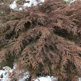 Микробиота перекрестнопарная Лукас