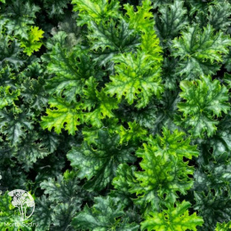 Гейхера Эпл Крисп