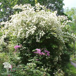  Чубушник Льюиса Ватертон