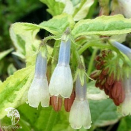  Окопник крупный Голдсмит