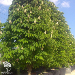 Каштан конский Пирамидалис