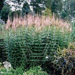 Вероникаструм виргинский Пинк Глоу