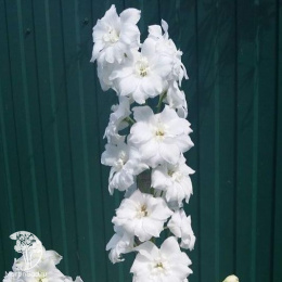 Дельфиниум Новозеландский гигант белый, супермахровый