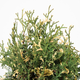 Туя западная Конфетти