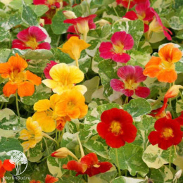 Настурция Аляска ( низкорослая,смесь прост.цветов с пестрым листом)