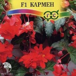 Бегония Кармен F1 клубневая