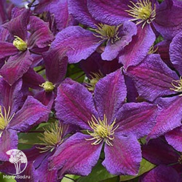 Фото Клематис Гжесь