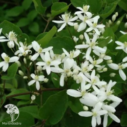 Клематис Маньчжурский