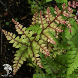 Кочедыжник ушковый Оканум