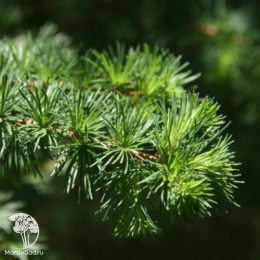 Лиственница европейская Литл Богл на штамбе