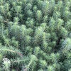 Седум Форстера Элеганс фото 1 