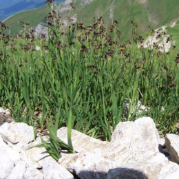 Ожика альпийская