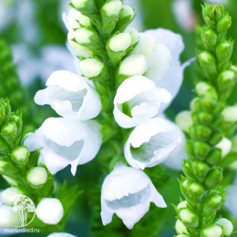 Физостегия Кристал Пик Уайт