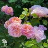 Роза английская парковая Юстасия Вэй фото 1 