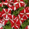 Петуния Хиросис красная с белым крупноцветковая фото 2 