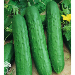 Огурец Зозуля F1