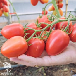 Томат Марселон F1 ( 2-ной пак.)