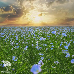 Лён Небесная лазурь