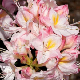 Азалия гибридная Сатоми