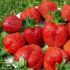 Клубника Елизавета 2 фото 1 