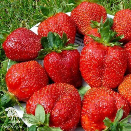 Клубника Елизавета 2