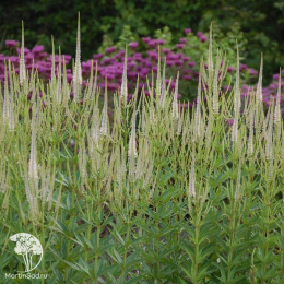 Вероникаструм виргинский (белый)