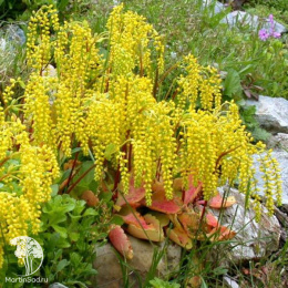 Хиастофиллум супротивнолистный