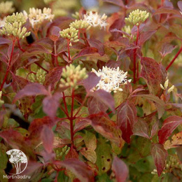 Дёрен кроваво-красный Мидвинтер Файер