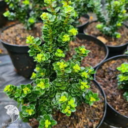 Падуб японский остролистный Дварф Пагода