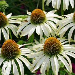 Эхинацея Белый лебедь