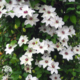 Клематис Мисс Бейтман