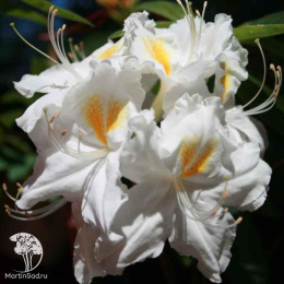 Азалия крупноцветковая  Шнееголд