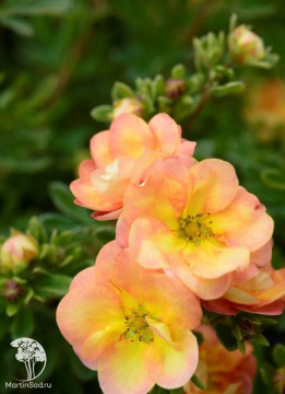 Фото Лапчатка кустарниковая Дабл Панч Пич