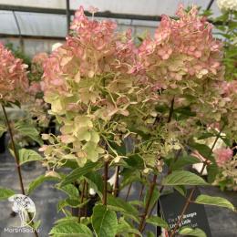 Гортензия метельчатая Ливинг Литтл Рози