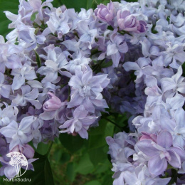 Сирень обыкновенная Небо Москвы