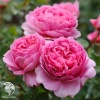 Роза английская парковая Принцесс Александра оф Кент фото 1 
