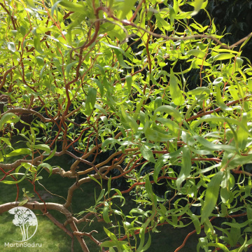 Фото Ива вавилонская извилистая Тортуоса