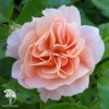 Роза флорибунда Гейша фото 1 
