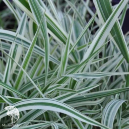 Фалярис тростниковый (канареечник) Дварф Гартерс