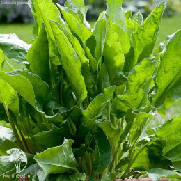 Щавель Малахит