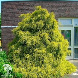  Кипарисовик горохоплодный Филифера Аурея