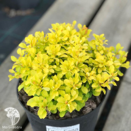 Барбарис тунберга Тини Голд