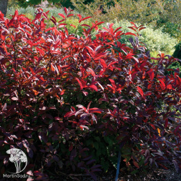  Итея виргинская Сентлав