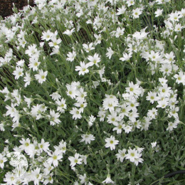 Ясколка войлочная Селин