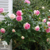 Роза плетистая Эден Роуз 85 фото 2 