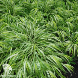 Хаконехлоя большая Альбо-Стриата