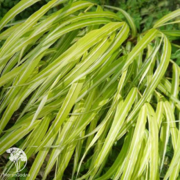 Хаконехлоя стройная Страйп ит Рич