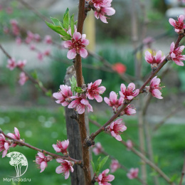 Нектарин обыкновенный Харко