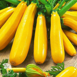 Кабачок Желтоплодный +Негритенок  серия Дуэт Н20